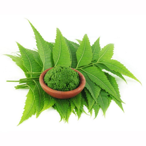 Largest natural neem leafs products manufacturer